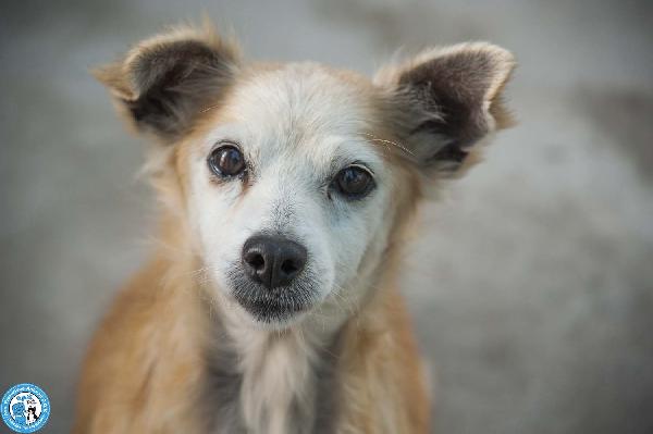 Tessy e Tom: cuore a quattro zampe (anzi, otto) Foto 4